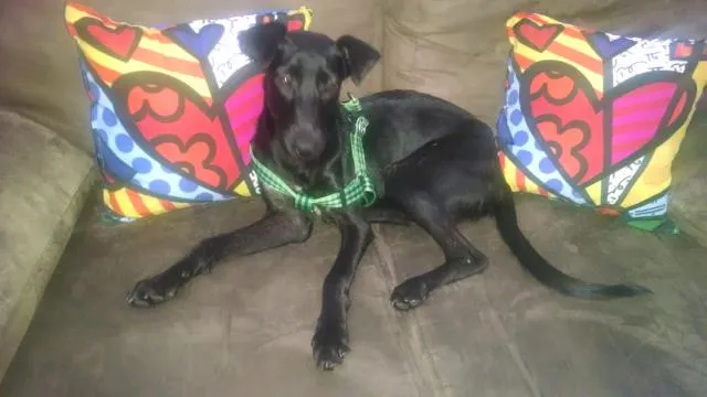 Cachorro raça vira lata idade 7 a 11 meses nome Bidu