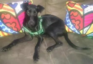 Cachorro raça vira lata idade 7 a 11 meses nome Bidu