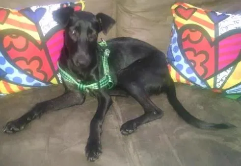 Cachorro raça vira lata idade 7 a 11 meses nome Bidu