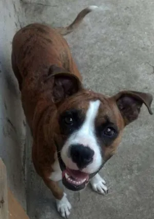 Cachorro raça Boxer idade 1 ano nome Penelope