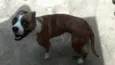 Penelope