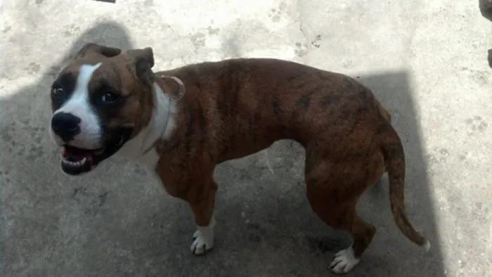 Cachorro ra a Boxer idade 1 ano nome Penelope
