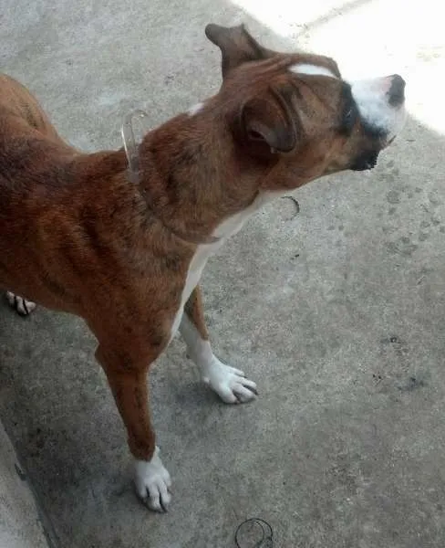 Cachorro ra a Boxer idade 1 ano nome Penelope