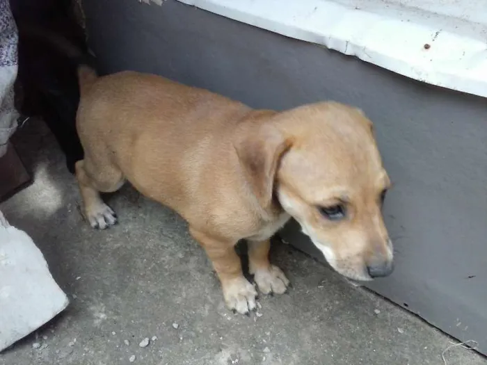 Cachorro ra a sem raça defina idade Abaixo de 2 meses nome sem nome