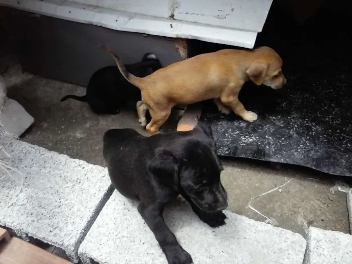 Cachorro ra a sem raça defina idade Abaixo de 2 meses nome sem nome