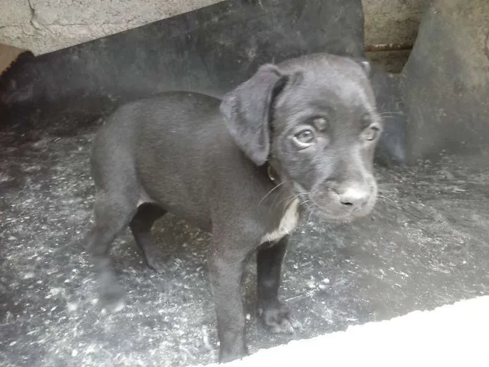 Cachorro ra a sem raça defina idade Abaixo de 2 meses nome sem nome