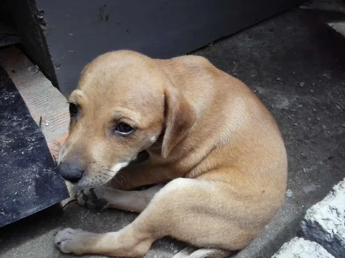Cachorro ra a sem raça defina idade Abaixo de 2 meses nome sem nome