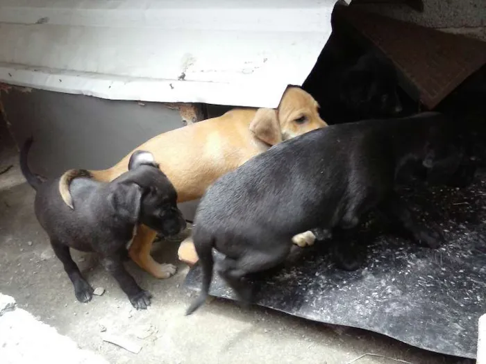 Cachorro ra a sem raça defina idade Abaixo de 2 meses nome sem nome