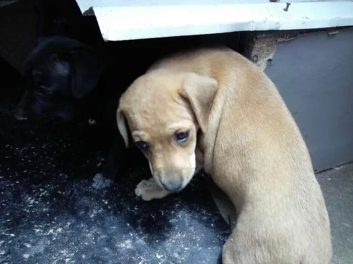 Cachorro ra a sem raça defina idade Abaixo de 2 meses nome sem nome