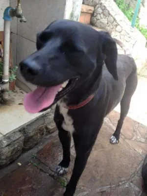 Cachorro raça vira lata idade 1 ano nome não sei