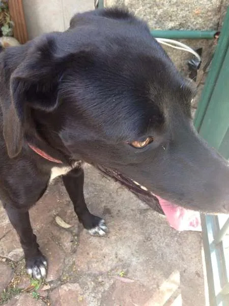 Cachorro ra a vira lata idade 1 ano nome não sei