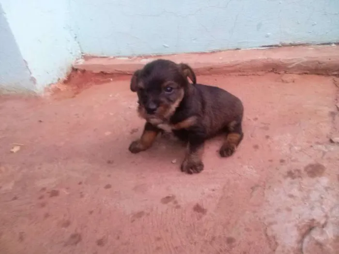 Cachorro ra a nao definida idade Abaixo de 2 meses nome cachorrinhos