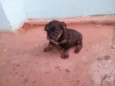 cachorrinhos