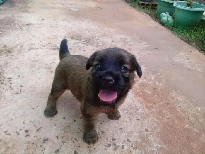 Cachorro ra a nao definida idade Abaixo de 2 meses nome cachorrinhos