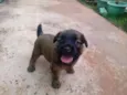 cachorrinhos