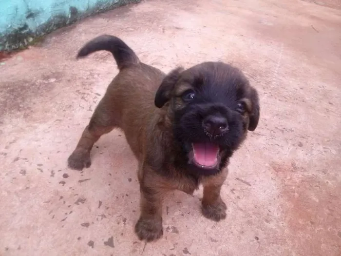 Cachorro ra a nao definida idade Abaixo de 2 meses nome cachorrinhos