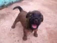 cachorrinhos