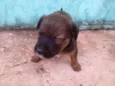 cachorrinhos