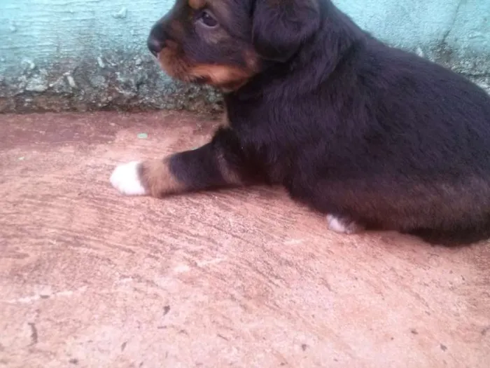 Cachorro ra a nao definida idade Abaixo de 2 meses nome cachorrinhos