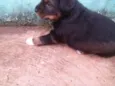 cachorrinhos