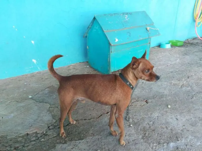 Cachorro ra a Pinscher idade 6 ou mais anos nome Bob