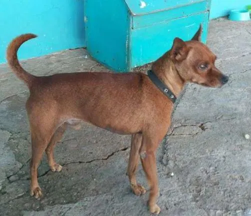 Cachorro ra a Pinscher idade 6 ou mais anos nome Bob