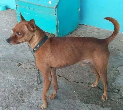 Cachorro ra a Pinscher idade 6 ou mais anos nome Bob