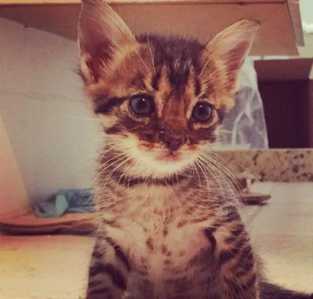 Gato ra a SRD idade Abaixo de 2 meses nome Marina/Pintado/Fileias
