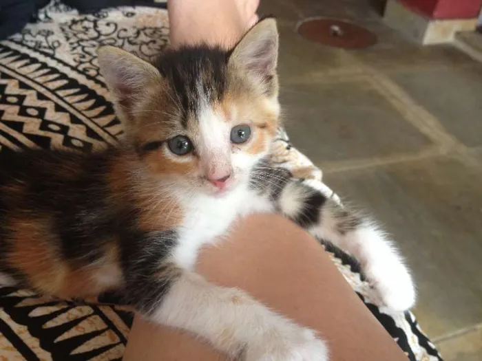 Gato ra a SRD idade Abaixo de 2 meses nome Marina/Pintado/Fileias