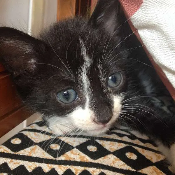 Gato ra a SRD idade Abaixo de 2 meses nome Marina/Pintado/Fileias