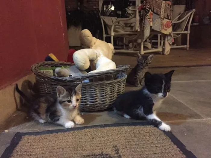 Gato ra a SRD idade Abaixo de 2 meses nome Marina/Pintado/Fileias