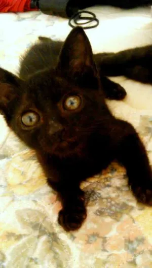 Gato raça SRD idade 2 a 6 meses nome Sem nome