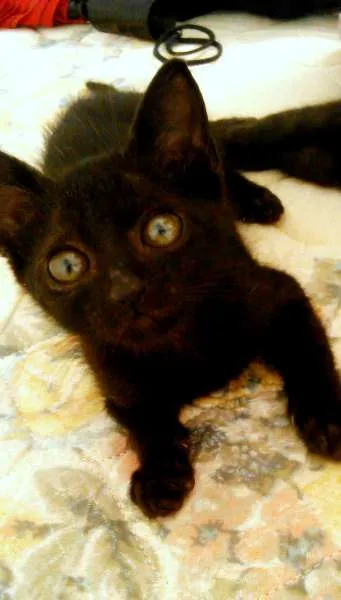Gato ra a SRD idade 2 a 6 meses nome Sem nome
