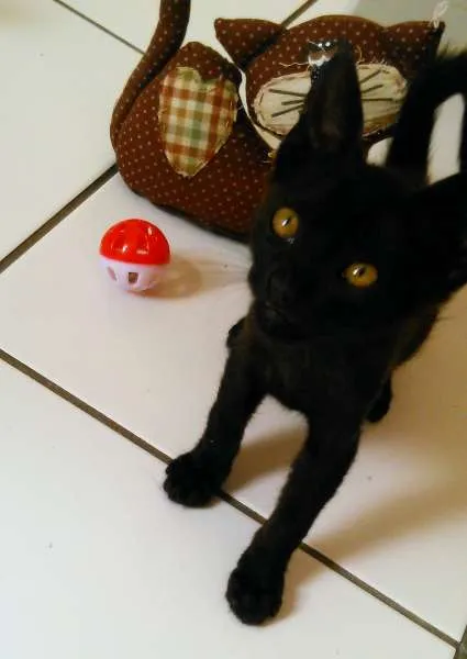 Gato ra a SRD idade 2 a 6 meses nome Sem nome