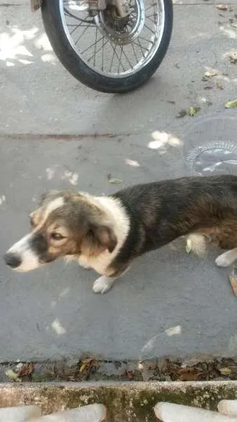 Cachorro raça vira lata idade 5 anos nome Maria