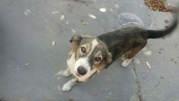 Cachorro raça vira lata idade 5 anos nome Maria