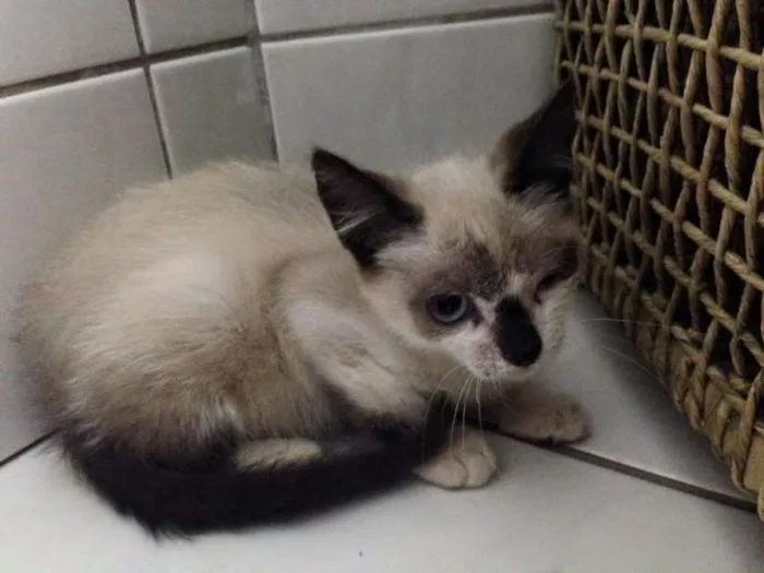 Gato ra a SRD idade 2 a 6 meses nome Sem nome