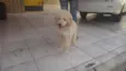 BOB