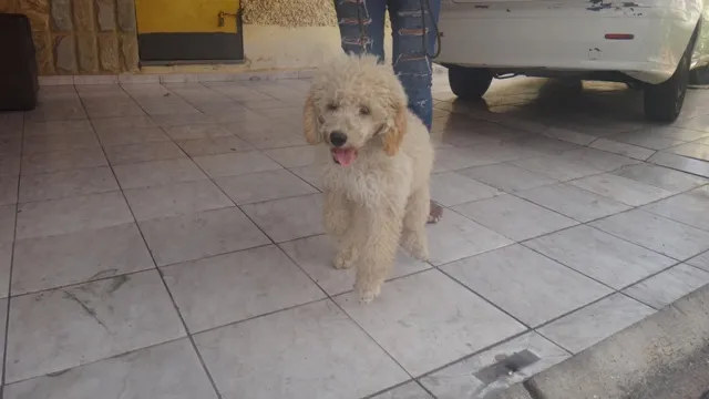 Cachorro ra a Poodle idade 2 a 6 meses nome BOB