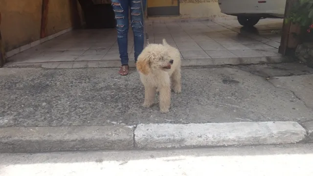 Cachorro ra a Poodle idade 2 a 6 meses nome BOB