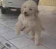BOB