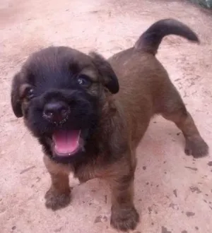Cachorro raça nao definida idade Abaixo de 2 meses nome cachorrinhos