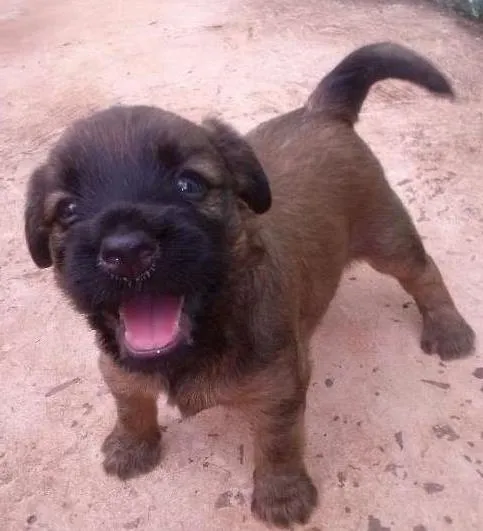 Cachorro ra a nao definida idade Abaixo de 2 meses nome cachorrinhos