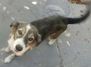Cachorro raça vira lata idade 5 anos nome Maria
