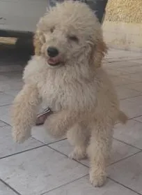 Cachorro raça Poodle idade 2 a 6 meses nome BOB