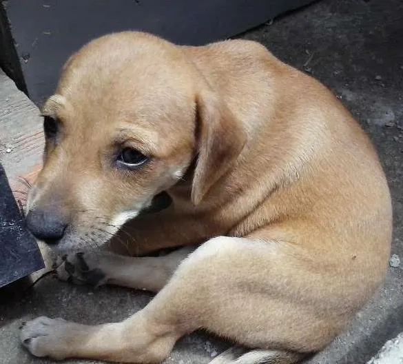 Cachorro ra a sem raça defina idade Abaixo de 2 meses nome sem nome