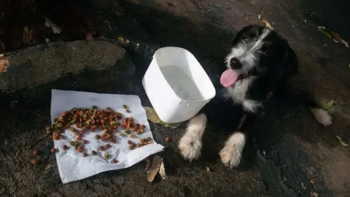Cachorro ra a sem raça definida idade 2 a 6 meses nome Laica