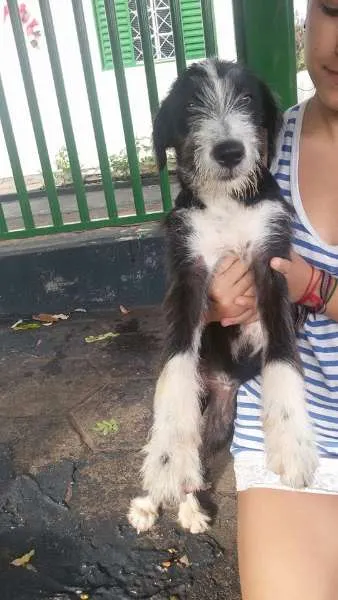 Cachorro ra a sem raça definida idade 2 a 6 meses nome Laica