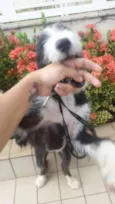 Laica