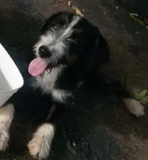 Cachorro raça sem raça definida idade 2 a 6 meses nome Laica